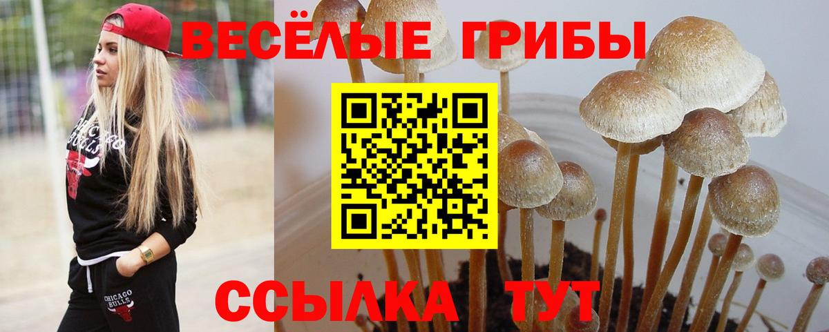 Славгород  дарнет шоп  Псилоцибиновые грибы Cubensis  Вход с VPN  Псилоцибиновые грибы MAGIC MUSHROOMS 